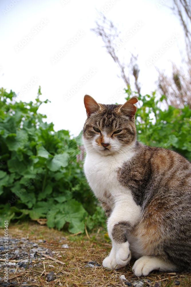 おすわり猫 おすわり猫
