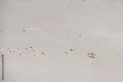 Ghost crab