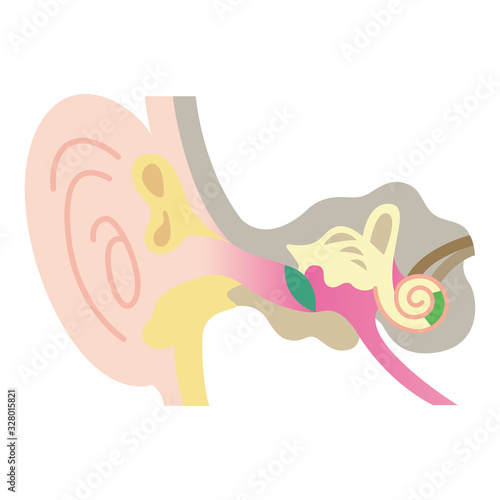 耳の内部構造（耳の図表・解剖図・医療のイラスト） photo
