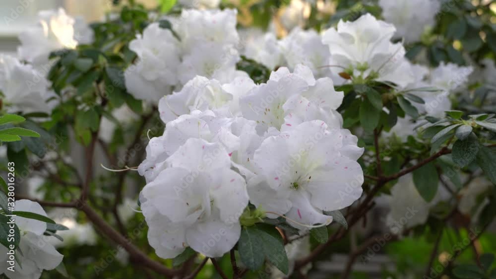 Blooming azaleas in the botanical garden, blossoming flowers on the bushes in greenhouse Blooming azaleas in the botanical garden, blossoming flowers on the bushes in greenhouse