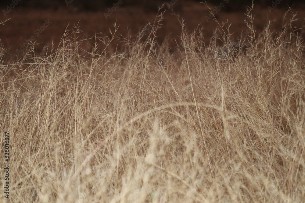 dry grass in the field dry grass in the field