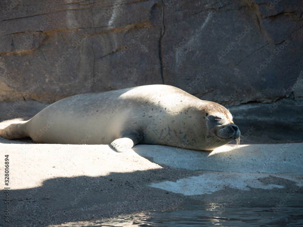 The earless seals, phocids or true seals are one of the three main groups of mammals within the seal lineage, Pinnipedia. All true seals are members of the family Phocidae. The earless seals, phocids or true seals are one of the three main groups of mammals within the seal lineage, Pinnipedia. All true seals are members of the family Phocidae.