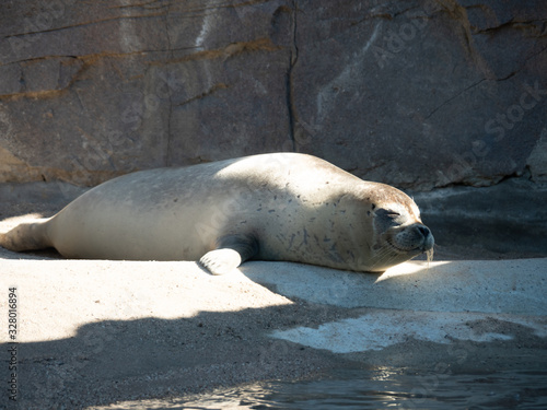 The earless seals  phocids or true seals are one of the three main groups of mammals within the seal lineage  Pinnipedia. All true seals are members of the family Phocidae.