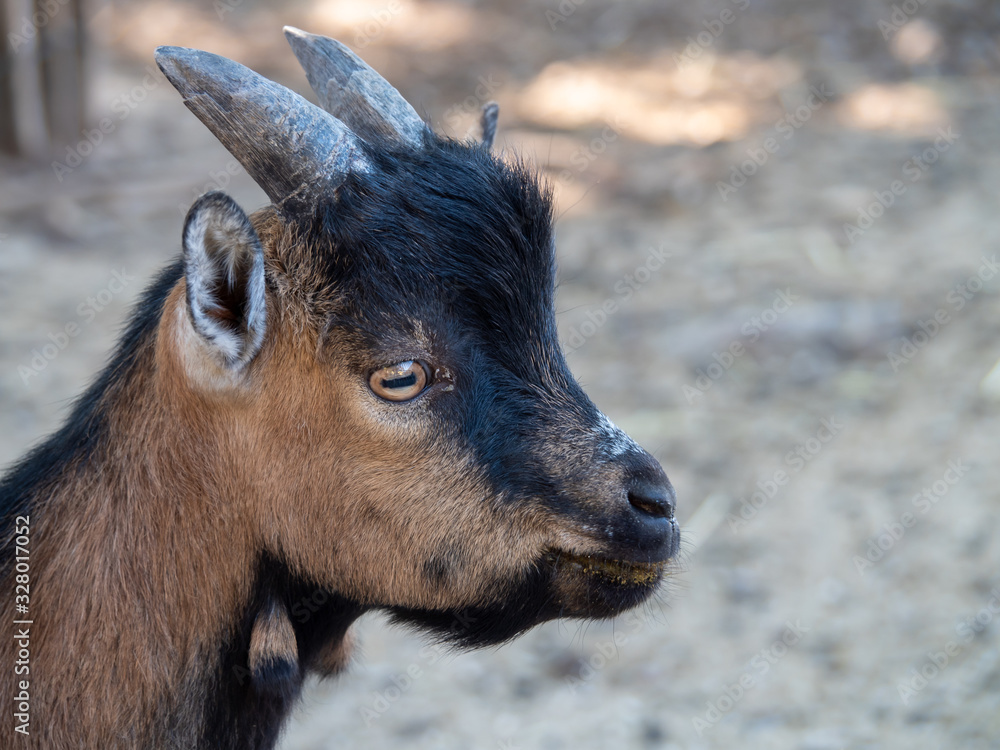 Fototapeta premium The domestic goat or simply goat is a subspecies of C. aegagrus domesticated from the wild goat of Southwest Asia and Eastern Europe.