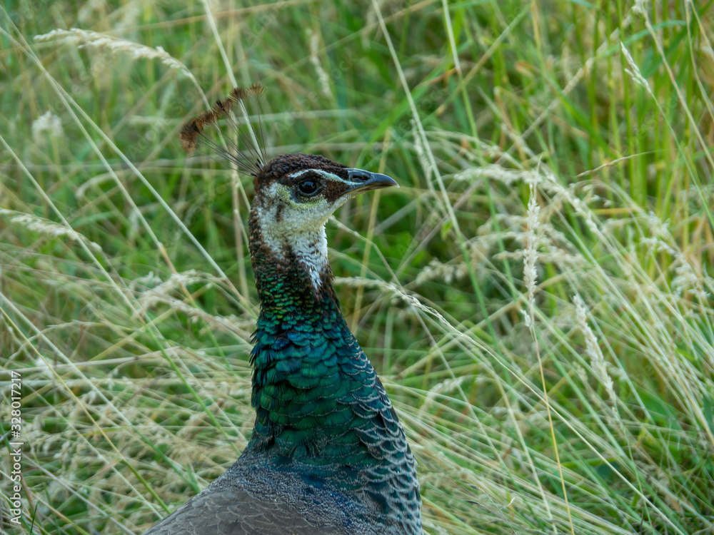 Peafowl is a common name for three species of birds in the genera Pavo and Afropavo of the Phasianidae family, the pheasants and their allies. Peafowl is a common name for three species of birds in the genera Pavo and Afropavo of the Phasianidae family, the pheasants and their allies.
