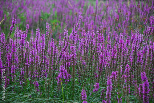 Purple loosestrife (Lythrum salicaria)