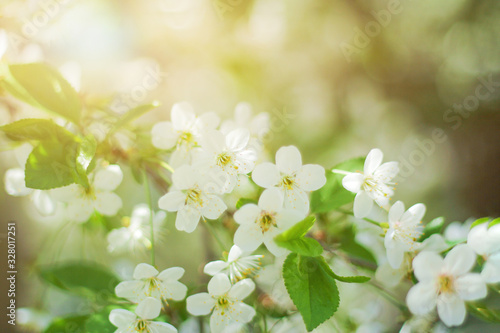 spring flowering tree. a tree in white colors and a mood of renewal and awakening.