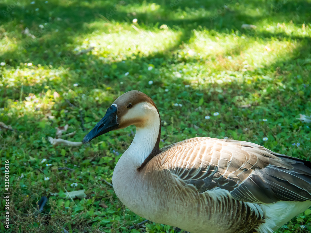 The swan goose is a large goose with a natural breeding range in inland Mongolia, northernmost China, and southeastern Russia. The swan goose is a large goose with a natural breeding range in inland Mongolia, northernmost China, and southeastern Russia.