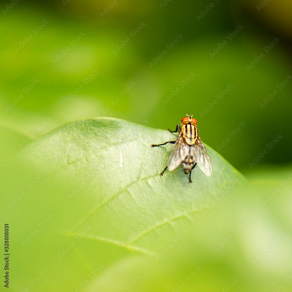 Naklejka premium Yellow Flesh Fly also known as Sarcophagidae.