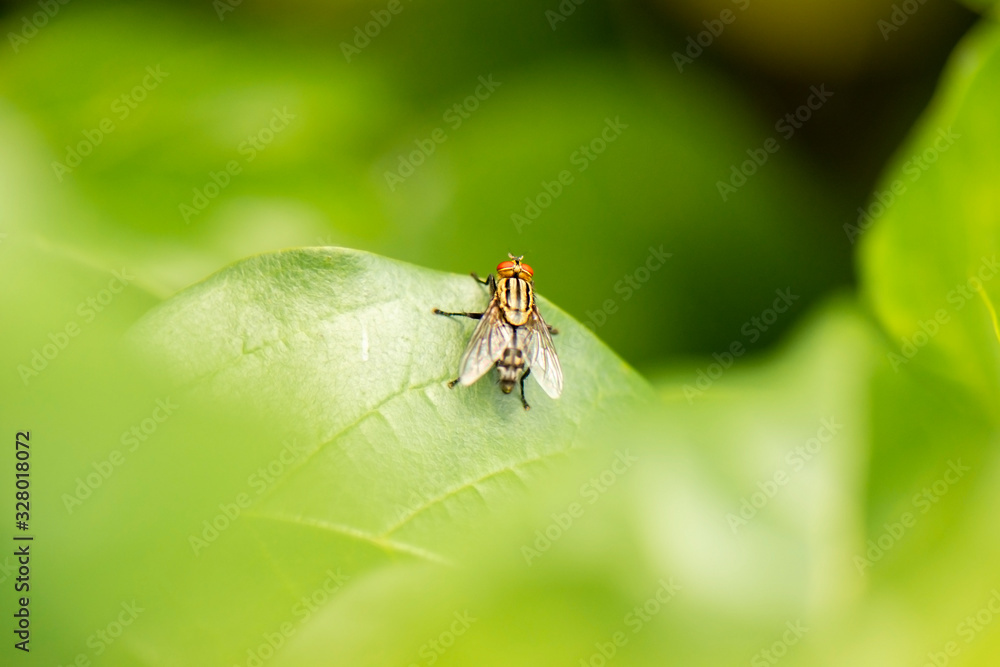 Yellow Flesh Fly also known as Sarcophagidae. Yellow Flesh Fly also known as Sarcophagidae.