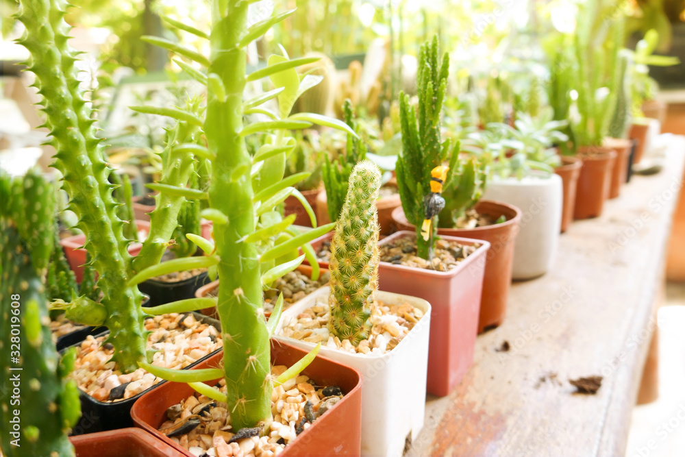 Various cactus desert tropical green with natural thorn shape grow in brown and white flowerpot collection summer fresh environment ecology in home garden outdoor decoration feel relax calm with peace