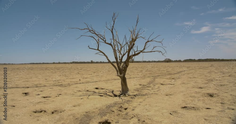 A lone dead tree in the middle of a dry paddock in Outback Australia A lone dead tree in the middle of a dry paddock in Outback Australia