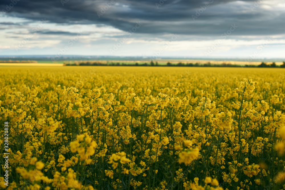 beautiful sunset over yellow flowers rapeseed field, bright springtime landscape, dark sky, clouds and sunlight