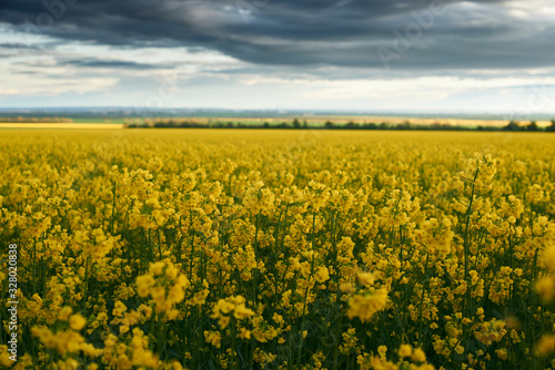 beautiful sunset over yellow flowers rapeseed field, bright springtime landscape, dark sky, clouds and sunlight © soleg