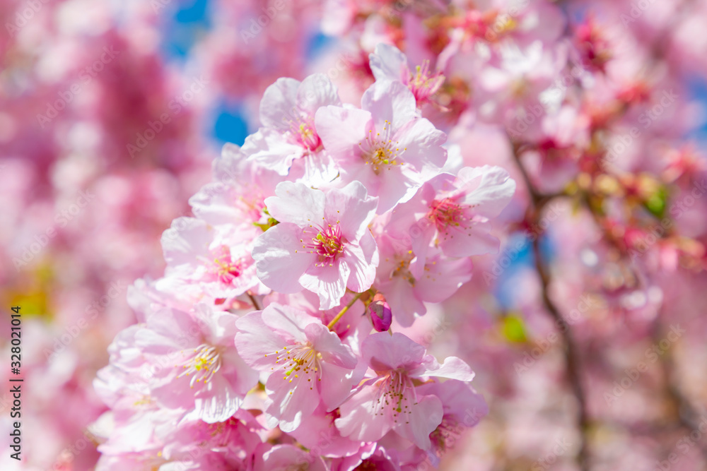 南伊豆町の河津桜