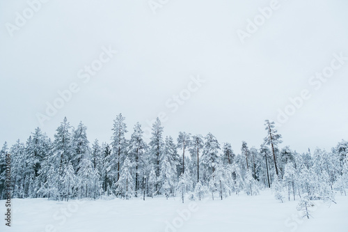 Winter beautiful landscape with trees covered with hoarfrost © Iurii
