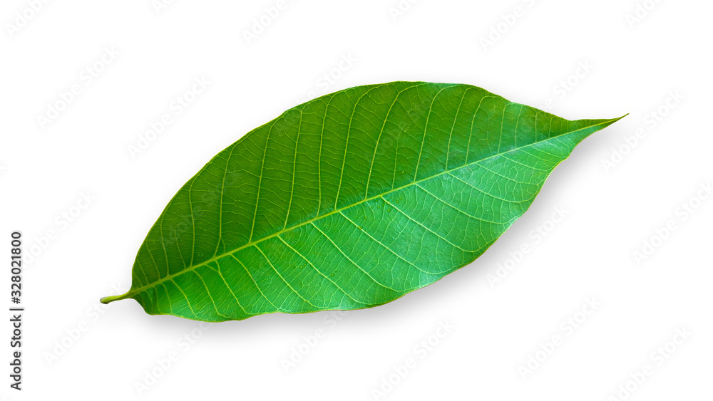 Green leaves isolated on white background,Rubber leaves,Hevea brasiliensis leaves. Green leaves isolated on white background,Rubber leaves,Hevea brasiliensis leaves.