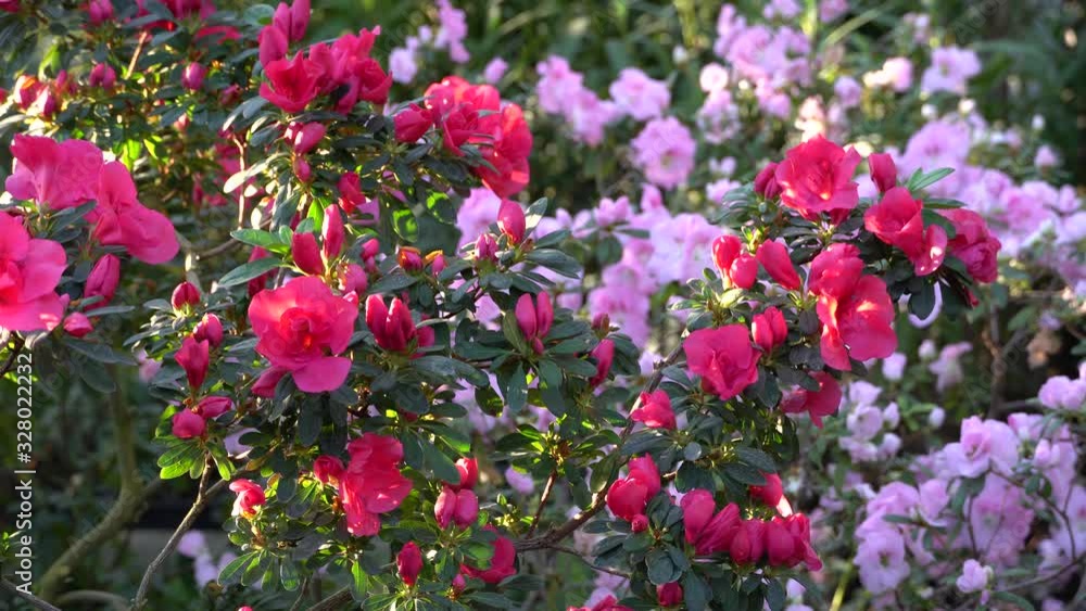 Blooming azaleas in the botanical garden, blossoming flowers on the bushes in greenhouse Blooming azaleas in the botanical garden, blossoming flowers on the bushes in greenhouse