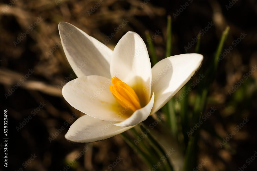 Macro shot of blooming bud Crocus alatavicus . Beautiful spring background. First spring flowers blooming in garden