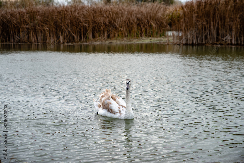 The swan swimming on the river