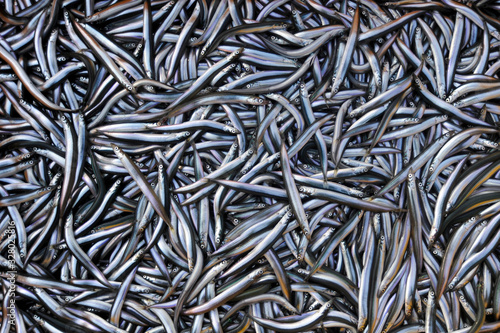 Fotografie 까나리 (sand lance)