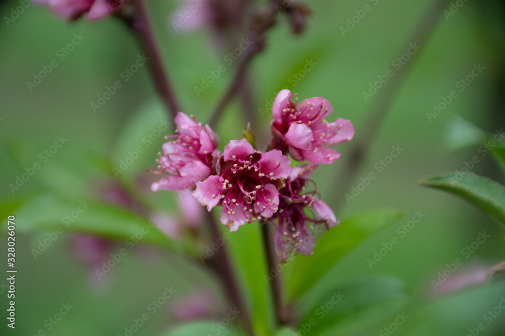 three apricot blossoms pollen green background three apricot blossoms pollen green background