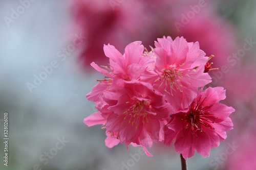 Double-flowered cherry(Prunus campanulata).