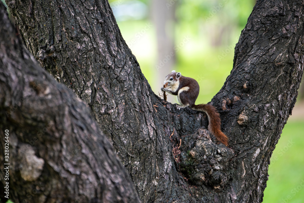 Obraz premium Close up Brown Finlayson's squirrel or Variable squirrel found in gardens and parks in cities of bangkok,Thailand