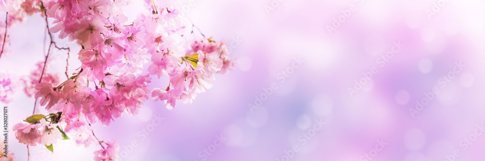 Fototapeta kirschblüten vor abstraktem hintergrund