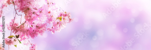 Fototapeta kirschblüten vor abstraktem hintergrund