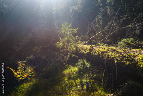 Close-up of fallen tree covered with moss in forest
