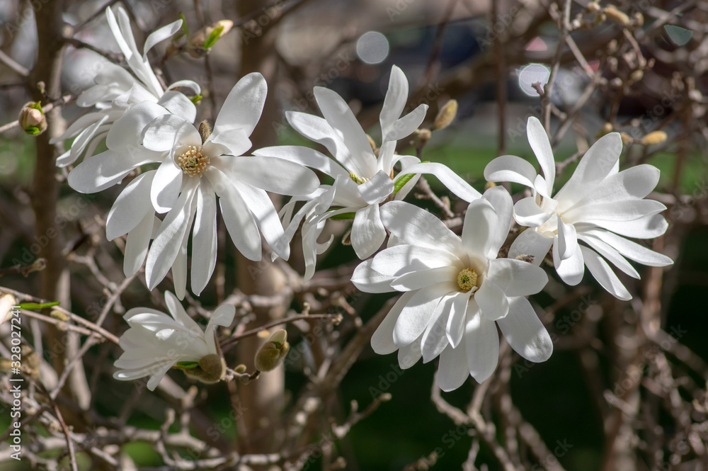 Magnolia stellata early springtime flowering small tree, group of flowers with snowy white petals in bloom on bush branches