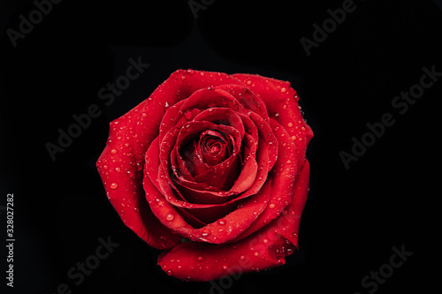 beautiful red rose on a black background with water drops. postcard. place for text. macro shooting