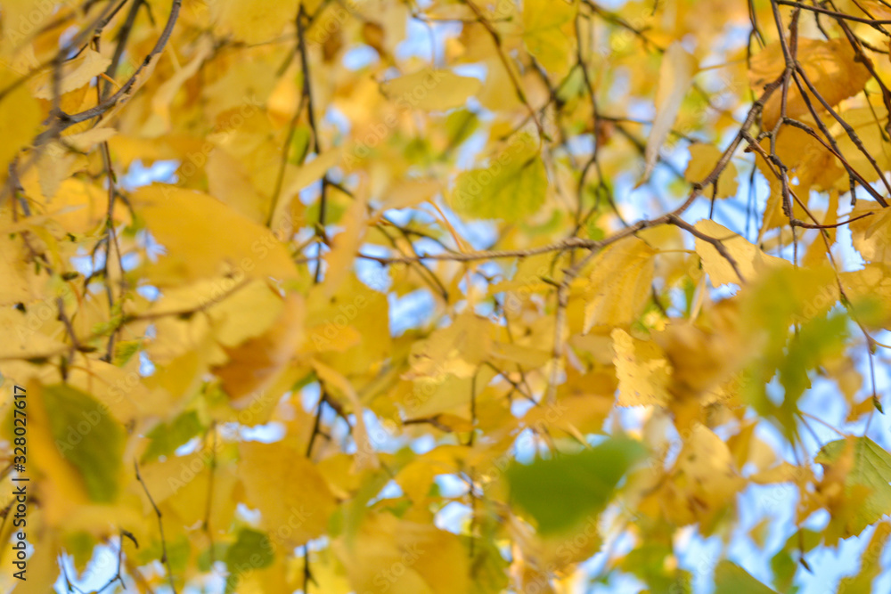Autumn background with yellow leaves are birch tree on vibrant blue sky