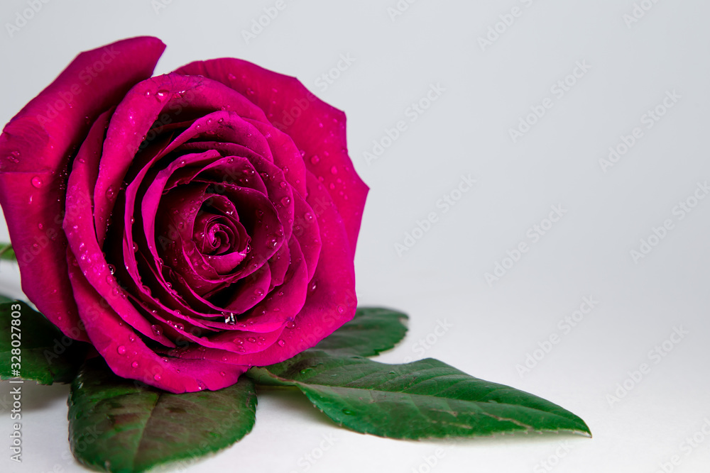 beautiful pink rose on a white background with water drops. postcard. place for text. macro shooting beautiful pink rose on a white background with water drops. postcard. place for text. macro shooting