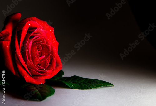 Fototapeta Naklejka Na Ścianę i Meble -  beautiful red rose on a black background with water drops. postcard. place for text. macro shooting