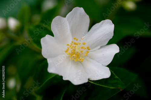  white jasmine flower on a background of green leaves on the bush on a warm summer day © Joanna Redesiuk