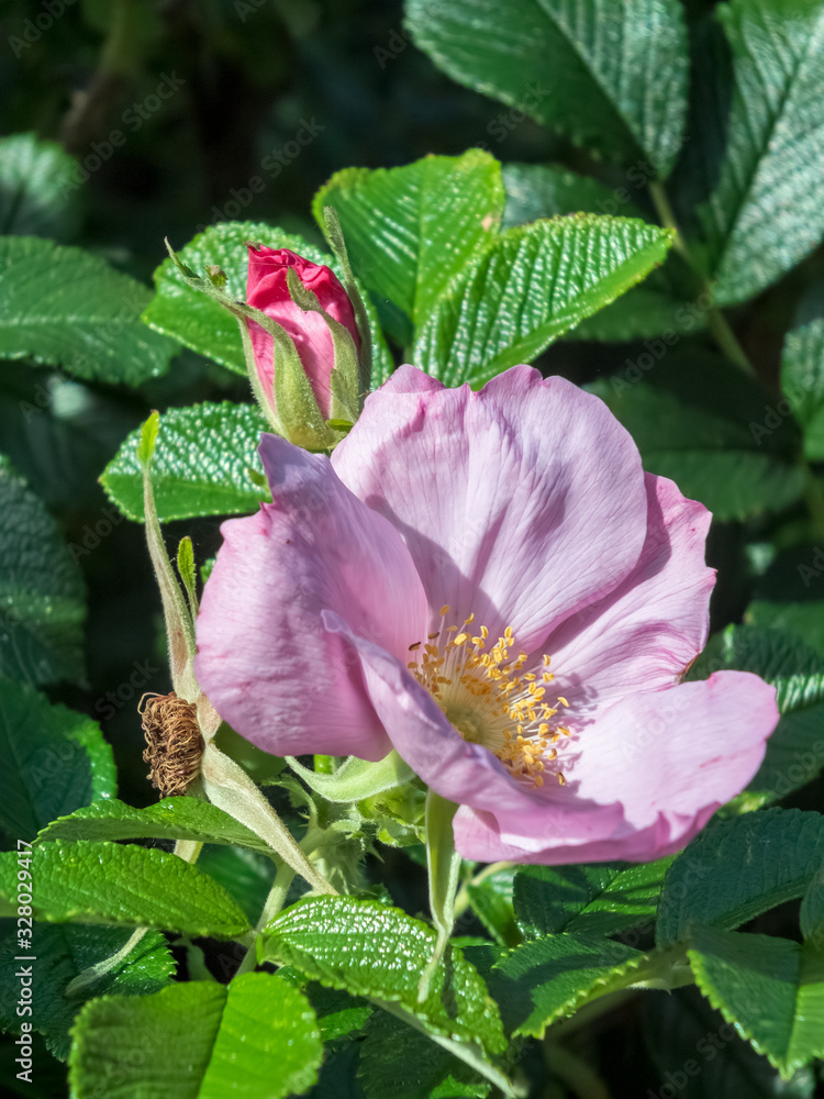 Cultivated Ornamental Dog Rose flowering in an English garden Cultivated Ornamental Dog Rose flowering in an English garden