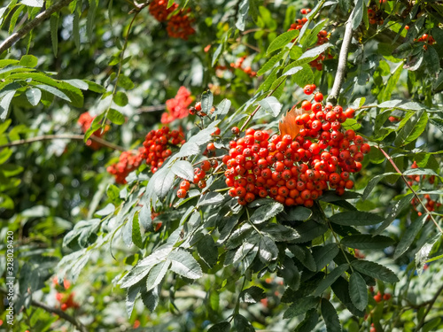 Fruit of the Rowan or Moutain Ash Tree photo