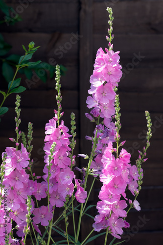 Sidalcea Party Girl fowering in an English garden photo