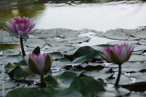  exotic water lilies growing in a pond among green leaves on a warm sunny day photo