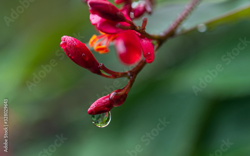 Beautiful water on red flower after raining with blurred background