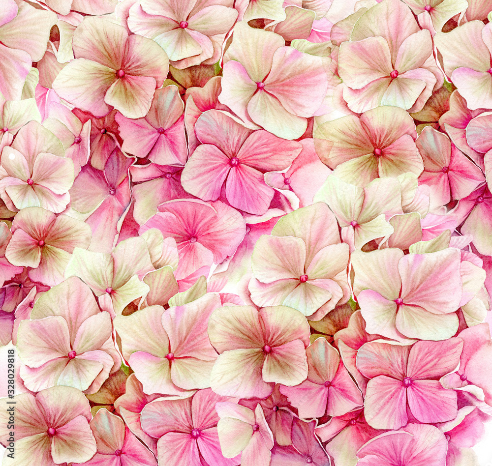 Watercolor background with pink hydrangea. Big detailed hortensia flowers. Vibrant pink and beige color. Hand drawn floral illustration for wedding design, surface, textile, wallpaper
