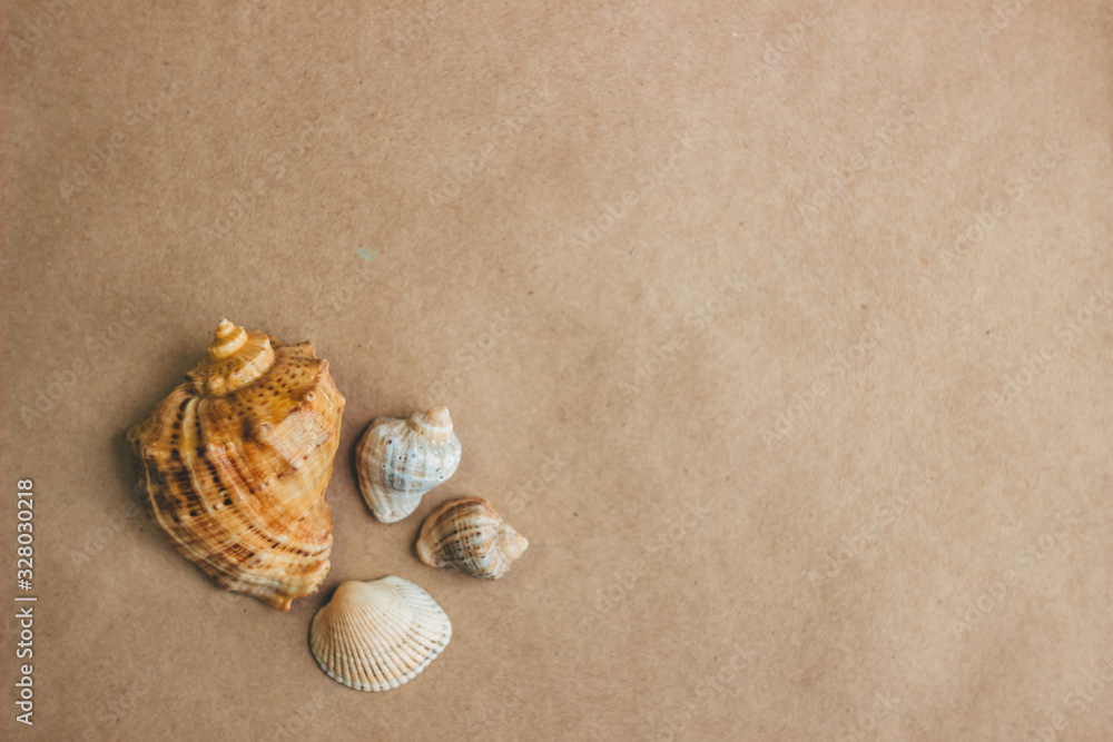 Sea shells on craft paper
