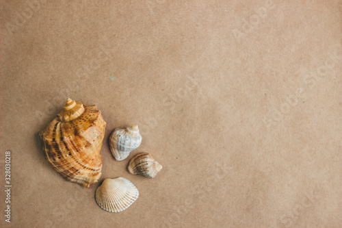 Sea shells on craft paper