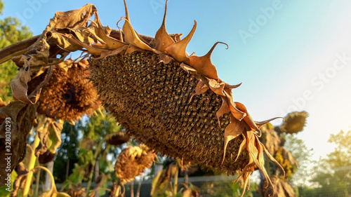 Closeup detail of dried ripe sunflower on a sunflower field.