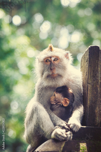 young monkey mother © vlad