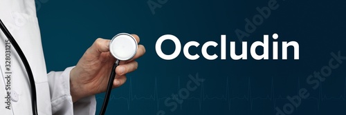 Occludin. Doctor in smock holds stethoscope. The word Occludin is next to it. Symbol of medicine, illness, health photo