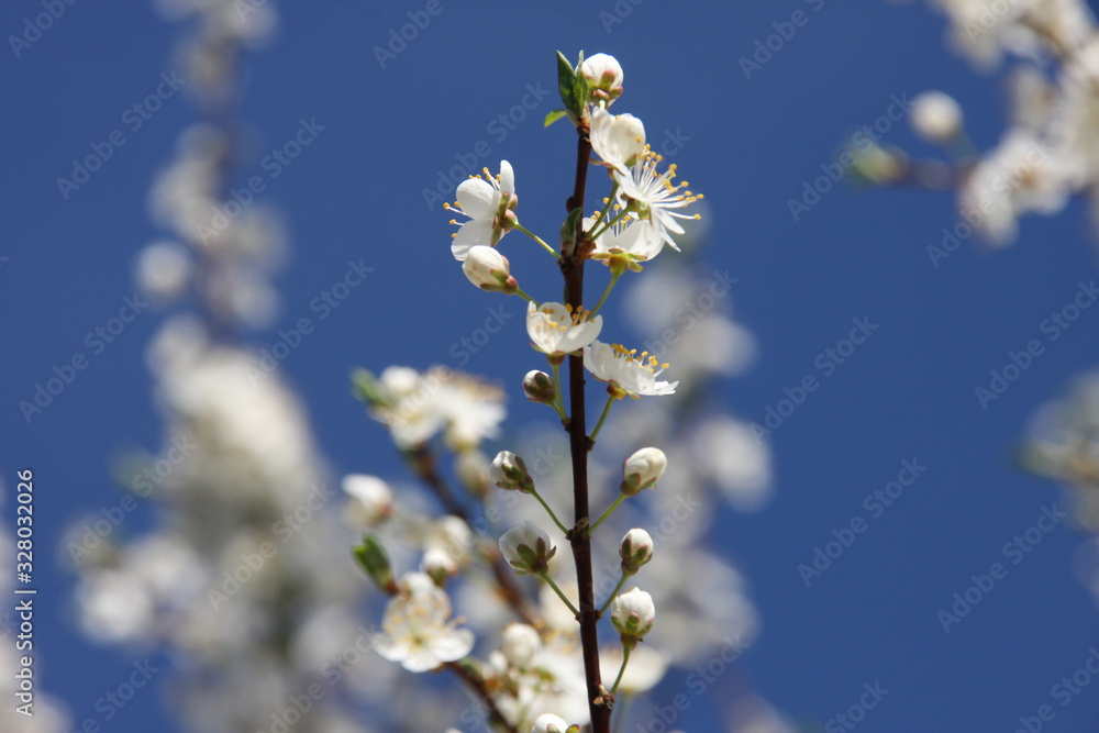 White flowers of blooming Sour Cherry Tree Prunus Cerasus towards blue sky at spring season close up White flowers of blooming Sour Cherry Tree Prunus Cerasus towards blue sky at spring season close up