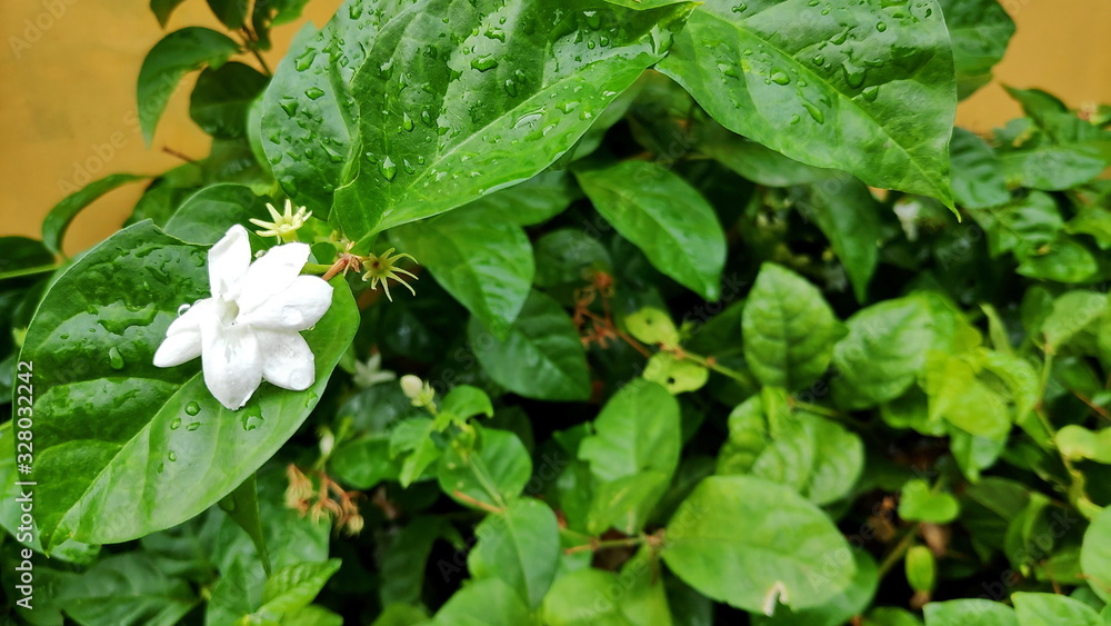 Obraz premium close up of jasmine flowers in a garden